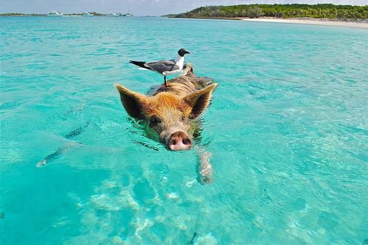 Pig and sea bird swimming in the ocean