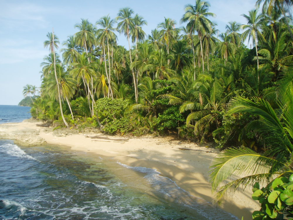 Caribbean beach jungle