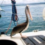 Pelican on boat